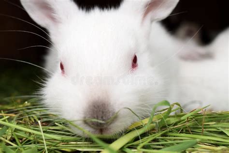 coelho branco  olhos vermelhos foto de stock imagem de orelhas mola