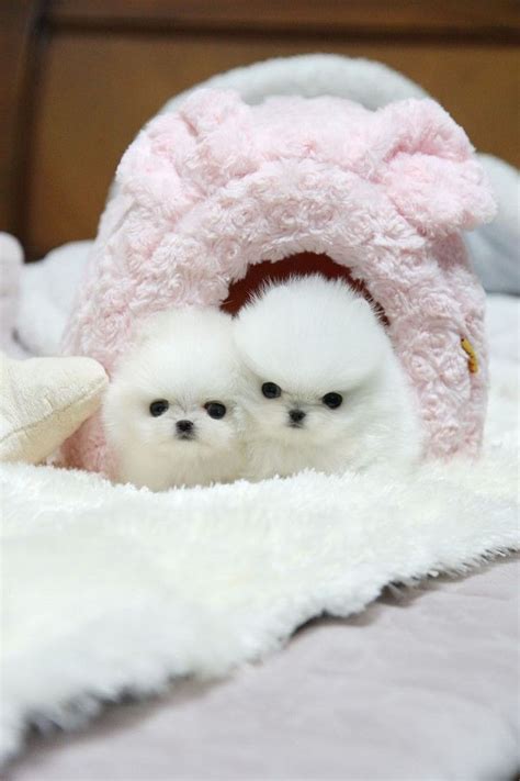 teacup puppy cute baby animals teacup puppies cute  animals