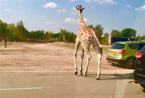familienurlaub  holland tipp fuer einen ausflug der safaripark und zoo beekse bergen