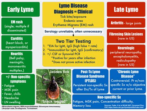 lyme disease symptoms  stages