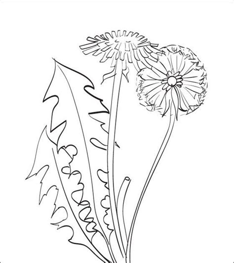 printable dandelion coloring page  wonderful world  coloring