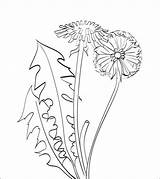 Dandelion sketch template