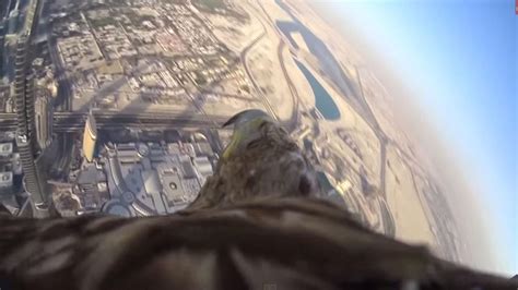 Video Eagle Descends From World S Tallest Building
