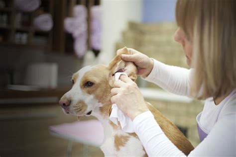 clean  dogs ears properly propatel