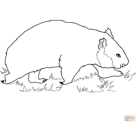 wombat coloring   designlooter