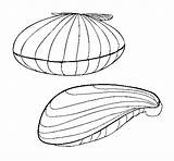 Clams Coloring Colorear Coloringcrew sketch template