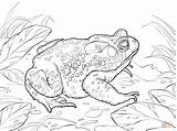 Toad Coloring Pages American Cane Template Designlooter sketch template