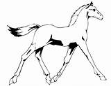 Horse Coloring Pages Real Print Popular Coloringhome sketch template