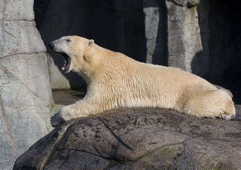 icebear  photo  freeimages