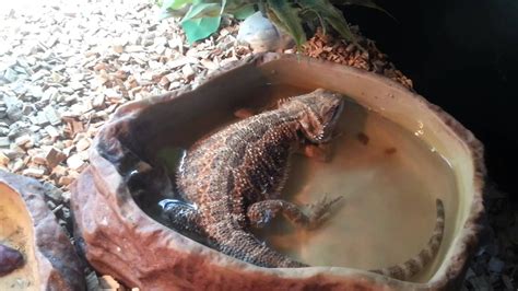 bearded dragon confident drinking and bathing in water