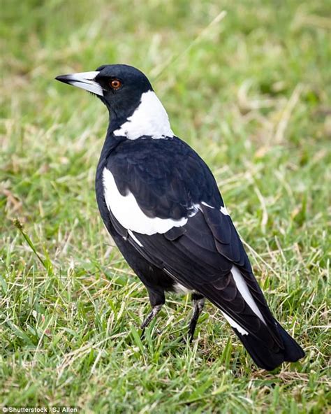 magpie swoops   claim victory daily mail
