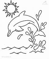 Delfin Erwachsene Zeichnungen Bunte Delphin sketch template