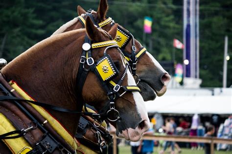 horse shows kinmount fair