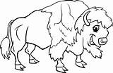 Buffalo Coloring Pages Kids Getcolorings Printable sketch template