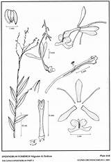 Epidendrum Subgroup Dodson Amo Paniculatum Lopez Herbaria Hágsater 2001 Drawing Type Website Group sketch template