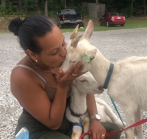 pressure  state officials builds  lowell woman  kill  pet goats
