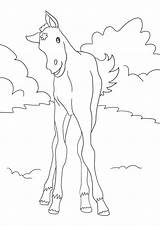 Fohlen Ausmalbild Pferde Pferd Ausmalen Pferden Ponys sketch template