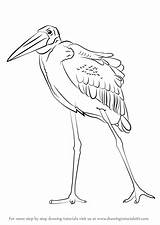 Stork Marabou Drawing Draw Step Birds Learn Getdrawings sketch template