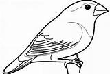 Burung Sketsa Gambar Mewarnai Nuri Bondol Sebelum Hal Contoh Perhatikan Inspirasi Menggambar sketch template