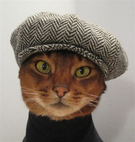 cats  hats     favrify
