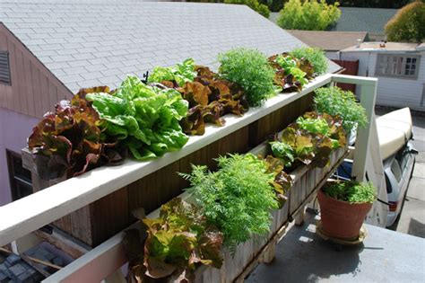 balcony vegetable garden ideas  uk  pulse