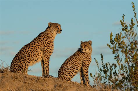 Female Cheetah And Cubs Are Sticking Around Londolozi Blog