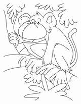 Howler Monkey Coloring Getcolorings sketch template