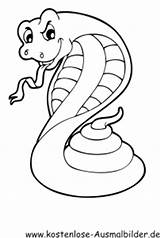 Klapperschlange Schlangen Ausmalbild Ausmalen sketch template