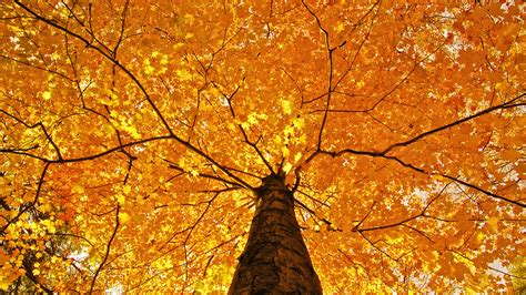 nature trees leaves color yellow autumn fall seasons foliage