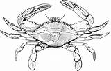 Crab Blue Clipart Coloring Pages Clip Drawing Crabs Outline Color Etc Dungeness Cartoon Animals Clipartix Maryland Print Line Usf Edu sketch template