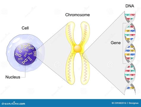 Estructura De La Célula De Gen A Adn Y Cromosoma Ilustración Del
