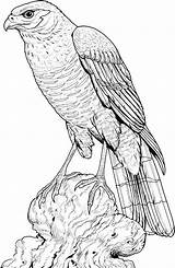Coloring Hawk Perched Falke Ausmalbild Supercoloring Hawks Sitzender Dibujos Designlooter Zeichnungen Carving Kategorien Aves sketch template