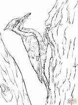 Woodpecker Coloring Pileated Pages Woodpeckers Drawing Printable Supercoloring Drawings Designlooter Crafts Birds Categories 1536 29kb 2048px sketch template