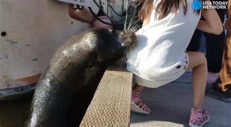 Sea Lion Pulls Girl Underwater Man Jumps In For Rescue