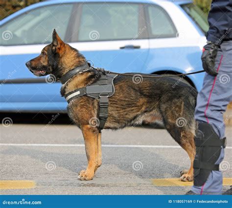 dog canine unit   police editorial stock image image  security