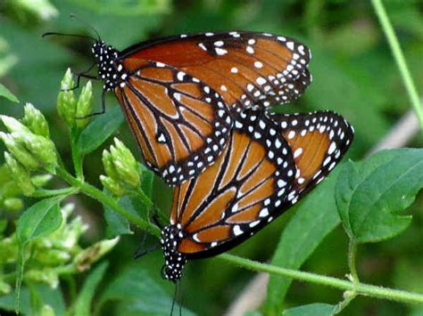 monarch butterflies and all the milkweed butterflies