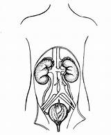 System Coloring Urinary Bladder Kidney Pages Sketch sketch template