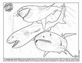 Shark Megamouth Coloring Elasmobranch Month June sketch template