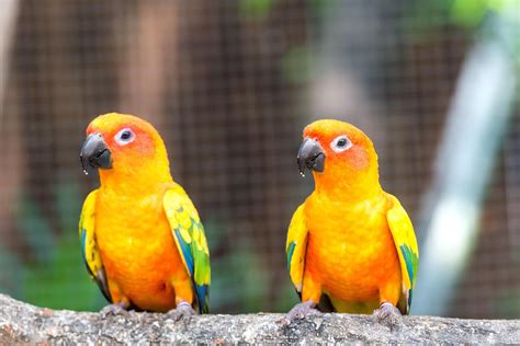 sun conures  pets species profile