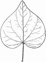 Leaf Leaves Heart Clipart Shaped Cercis Bud Red Drawing Outline Line Genus Shape Drawings Etc Simple Coloring Flower Printable Pages sketch template