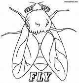 Fly Coloring Pages Printable Color Sheet Insect Getcolorings Print sketch template