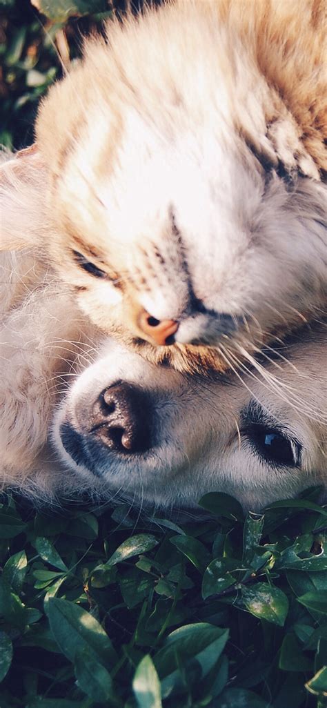 cat  dog animal love nature pure iphone  wallpapers