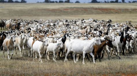 redding   herd  goats  eat dry vegetation reduce fire risk