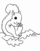 Squirrel Coloring Pages Preschool Printable Squirrels Clipart Kids Fall Leaves Cliparts Color Print Template Library Animal Clip Popular Coloringhome Getcolorings sketch template