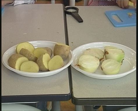 schooltv wat  het verschil tussen een bol en een knol een ui  een bol een aardappel