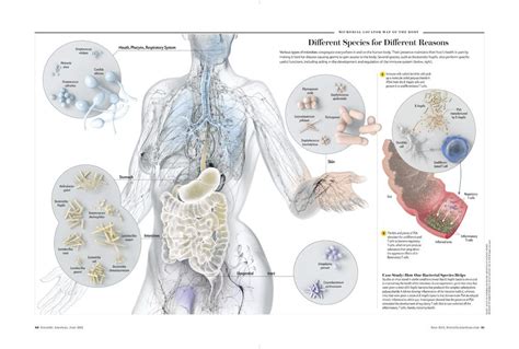 interactive biomedical illustrationexplore  human