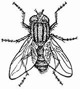 Mosca Mouche Housefly Colorare Disegno Coloriage Domestique Domestica Malvorlage Insect Pintar Ausmalen sketch template