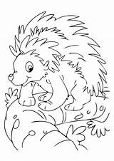 Nocturnal Animals Coloring Porcupine Pages Preschool Colouring Printable Kids Animal Choose Board Sheets Comments sketch template