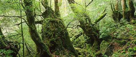 japans forests  lumber source  beloved resource nipponcom