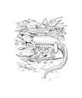 Lizard Coloring Pages Long Chameleon sketch template